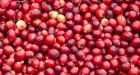 Cranberries: How this tangy treat gets to your Thanksgiving table