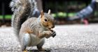 Ontario city using cayenne pepper to deter hungry squirrels