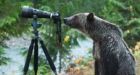 Camera bears it all: photographer captures beautiful moment with grizzly bear | Toronto Star