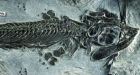 Ichthyosaur 'missing link' shows how ancient reptiles took to sea