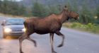B.C. driver found liable for not warning others about moose carcass on highway
