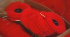 Poppy box stolen from Barrie, Ont., coffee shop