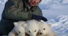 40% decline in polar bears in Alaska, western Canada heightens concern