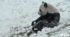WATCH: Video of Toronto Zoo panda bear-bogganing goes viral