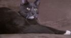 Cat missing for 4 months after condo blaze found alive and well