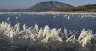 Rare 'frost flowers' form on B.C. lake