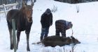 Moose calf rescued and reunited with mother in Smithers