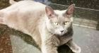 Cat survives month-long trip in moving box without food or water