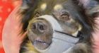 Dog shot in face on the mend at Regina Humane Society