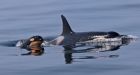 Death of killer whale J-32 troubling, say scientists