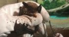 Warm weather wakes Sask. bats out of hibernation