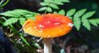 Magic mushroom found growing at Buckingham Palace