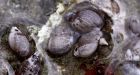 Man faces $75,000 in fines and year in jail after he�s caught bathing in home of endangered Banff Springs Snail | National Post
