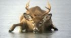 Deer on ice rescued by conservation officers in Okanagan
