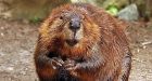 Climate change: Beavers boost emissions with 800 million kg of methane every year