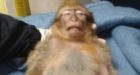 Monkey Tasered in France after chocolate-fuelled bender