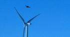 Wind farm operator fined $2.5 million related to bird deaths in Wyoming