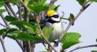 Birds sensed imminent tornadoes, and escaped the day before, study finds
