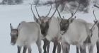 Baffin Island caribou hunting moratorium to begin Jan. 1
