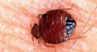 Bedbug bait and trap invented by Simon Fraser University scientists