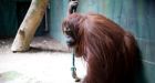 Captive orangutan wins legal right to freedom in Argentina