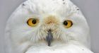 Snowy owl 'epidemic' sweeps across Ontario