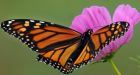 Monarch butterfly may need U.S. endangered species protection