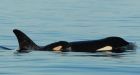 Orca calf born to endangered southern resident pod