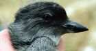 Cassin's aucklets seem to be starving to death on Pacific Coast