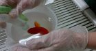 Man spends over $500 on surgery for constipated pet goldfish