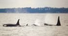 Newborn orca J50 is a girl, researchers confirm