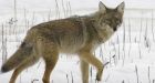 Coyote hunt with cash prizes draws controversy, threats in Alberta