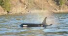 Marine midwife' Endangered orca in B.C. may have had help giving birth