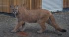 Cougar 'in predator mode' follows cat into B.C. man's home