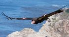 California condors secretly mate in woods, thrilling biologists with unexpected offspring