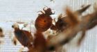 All 10 bed-bug-detecting dogs accounted for, say Winnipeg police