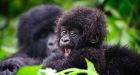 Ebola has wiped out 1/3 of the world�s great apes