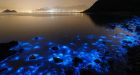 Sea Sparkle bloom lights up Hong Kong shores