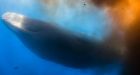 PHOTOS: Canadian photographer caught in poo-storm from giant sperm whale