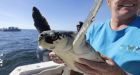 Cold-stunned sea turtles rehabilitated and released