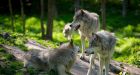 B.C. wolf cull will likely last 5 years