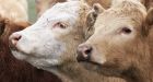 Mad cow disease confirmed in Alberta; 1st case in Canada since 2011