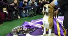 B.C. beagle is the top dog at the 139th Westminster dog show
