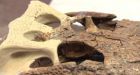 Dino-croc built with 3-D printing tools at Royal Saskatchewan Museum