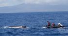 Humpback whale freed from fishing lines after 8-day struggle