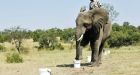 Bomb-sniffing elephants trained in South Africa