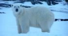 Polar bears 'coming in all directions' in Black Tickle