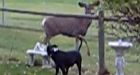 Deer scares Princeton family, stomps on pet dogs