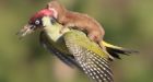 Weasel rides woodpecker in incredible viral photo