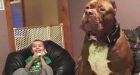 Meet Hulk, the biggest puppy you'll probably ever see